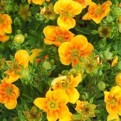 2 x Potentille arbustive - Potentilla fruticosa 'Mango Tango' - 25-30 cm pot