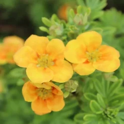 2 x Potentille arbustive - Potentilla fruticosa 'Mango Tango' - 25-30 cm pot