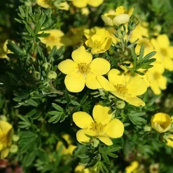 2 x Potentille arbustive 'Goldteppich' - Potentilla fruticosa 'Goldteppich' - 20-25 cm pot