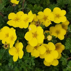 2 x Potentille arbustive 'Goldteppich' - Potentilla fruticosa 'Goldteppich' - 20-25 cm pot