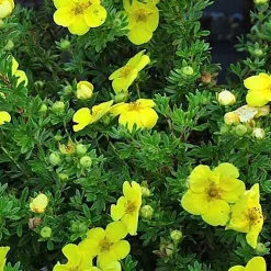 2 x Potentille arbustive 'Kobold' - Potentilla fruticosa 'Kobold' - 20-25 cm pot
