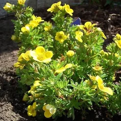 2 x Potentille arbustive 'Kobold' - Potentilla fruticosa 'Kobold' - 20-25 cm pot