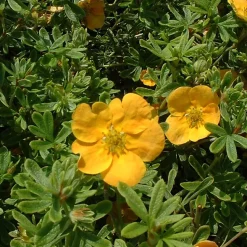 2 x Potentille arbustive 'Tangerine' - Potentilla fruticosa 'Tangerine' - 25-30 cm pot