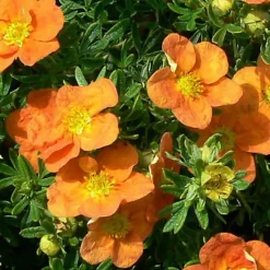 2 x Potentille arbustive 'Tangerine' - Potentilla fruticosa 'Tangerine' - 25-30 cm pot
