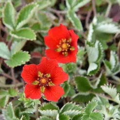 6 x Potentille vivace - Potentilla atrosanguinea - godet 9cm x 9cm