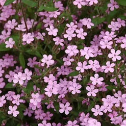 6 x Saponaire de Montpellier - Saponaria ocymoides - godet 9cm x 9cm