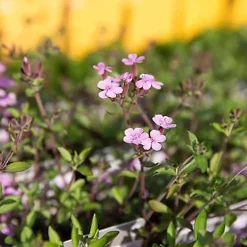6 x Saponaire de Montpellier - Saponaria ocymoides - godet 9cm x 9cm