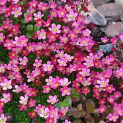 6 x Saxifrage d'Arends 'Purpurteppich' - Saxifraga 'Purpurteppich' - godet 9cm x 9cm