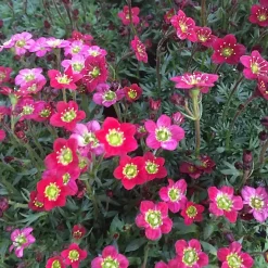 6 x Saxifrage d'Arends 'Purpurteppich' - Saxifraga 'Purpurteppich' - godet 9cm x 9cm