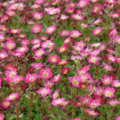 6 x Saxifrage 'Pixie' - Saxifraga 'Pixie' - godet 9cm x 9cm