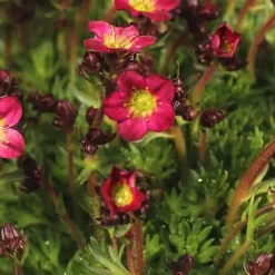6 x Saxifrage 'Pixie' - Saxifraga 'Pixie' - godet 9cm x 9cm