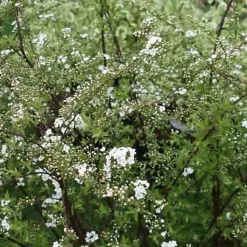 2 x Spirée Norvège - Spiraea cinerea 'Graciosa' - 40-60 cm pot