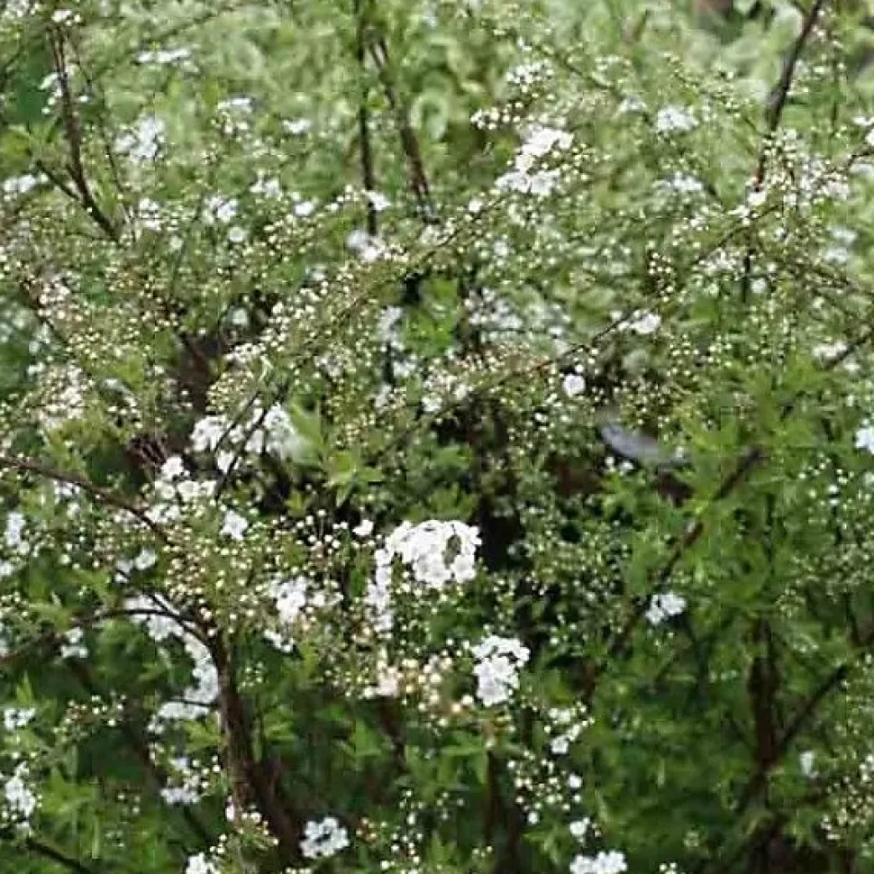 2 x Spirée Norvège - Spiraea cinerea 'Graciosa' - 40-60 cm pot