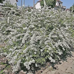 2 x Spirée Norvège - Spiraea cinerea 'Graciosa' - 40-60 cm pot