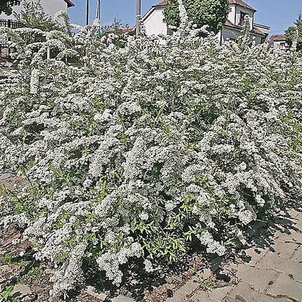 2 x Spirée Norvège - Spiraea cinerea 'Graciosa' - 40-60 cm pot