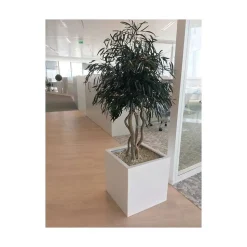 Arbre Naturel Stabilisé Eucalyptus Nicoly - Arbre Stabilisé - Plante d'Intérieur - 130cm