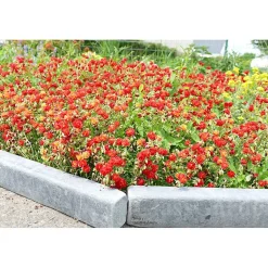 Bordure Patinée XL 50 cm - Pack 6 pièces - 3 mètres