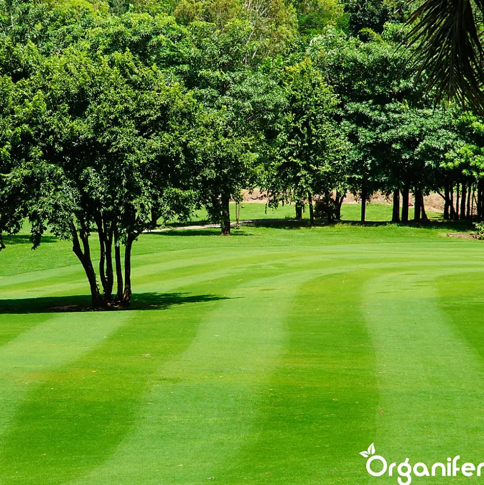 Engrais Calcaire avec Magnésium - 5 kg pour 100 m2 - Organifer