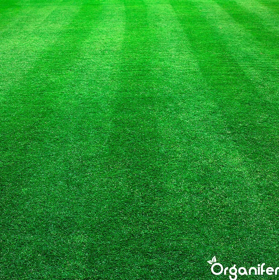 Engrais Calcaire avec Magnésium - 5 kg pour 100 m2 - Organifer