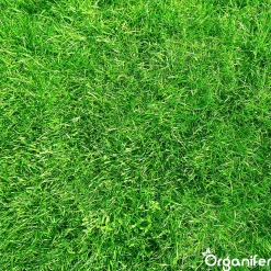 Engrais Calcaire avec Magnésium - 5 kg pour 100 m2 - Organifer