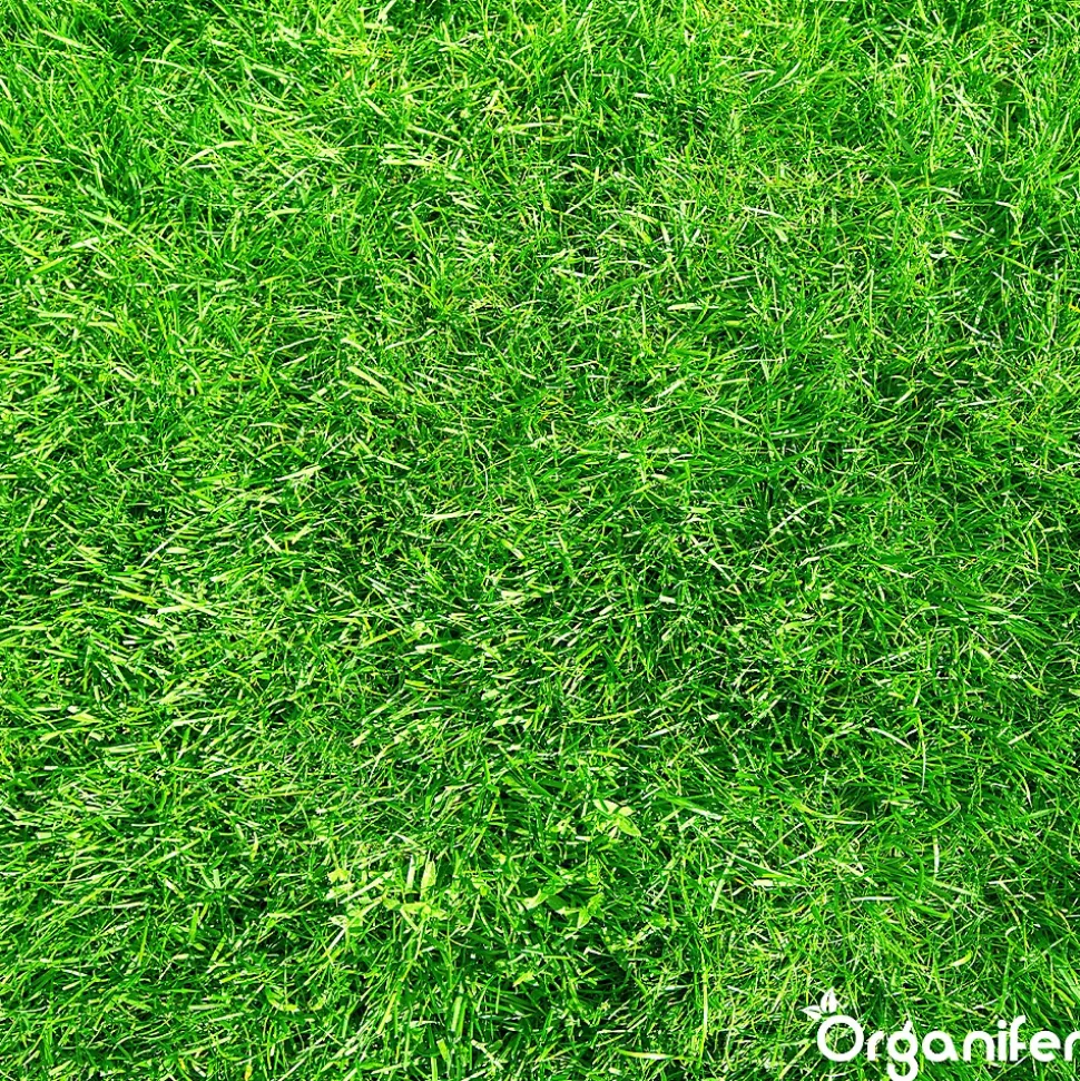 Engrais Calcaire avec Magnésium - 5 kg pour 100 m2 - Organifer