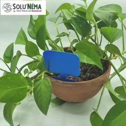 Solunéma - 10 Pièges Collants Bleus pour les Thrips, Moucherons, Design XXL