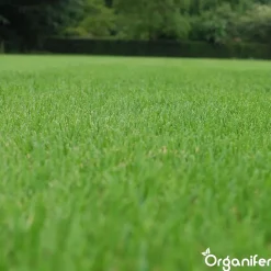 Topdressing pour Gazon - Mix avec Mycorhizes et Rhizobactéries - gros sac 500 Litres - Organifer