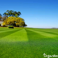 Topdressing pour Gazon - Mix avec Mycorhizes et Rhizobactéries - gros sac 500 Litres - Organifer
