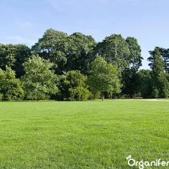 Topdressing pour Gazon - Mix avec Mycorhizes et Rhizobactéries - gros sac 500 Litres - Organifer