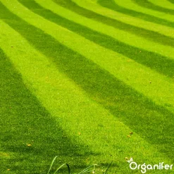 Topdressing pour Gazon - Mix avec Mycorhizes et Rhizobactéries - gros sac 500 Litres - Organifer